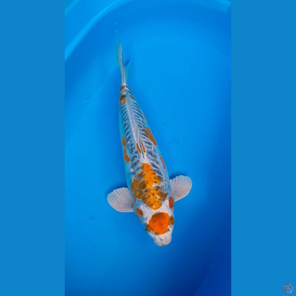 Maruten Shusui 42cm Jantan