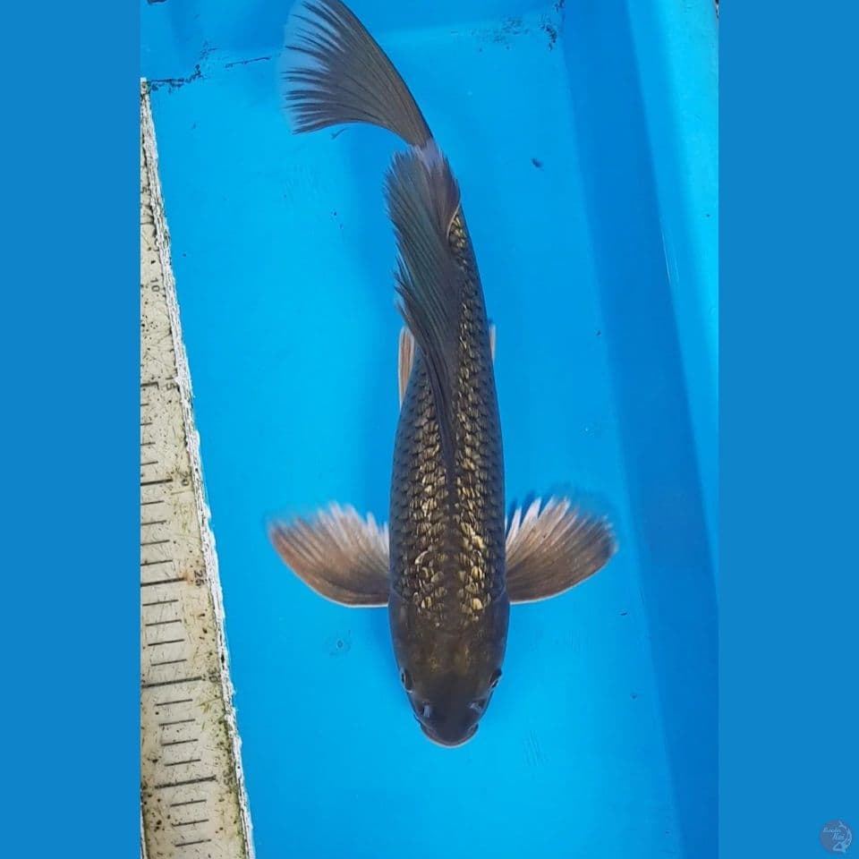 KUMPAY CAGOI GINRIN