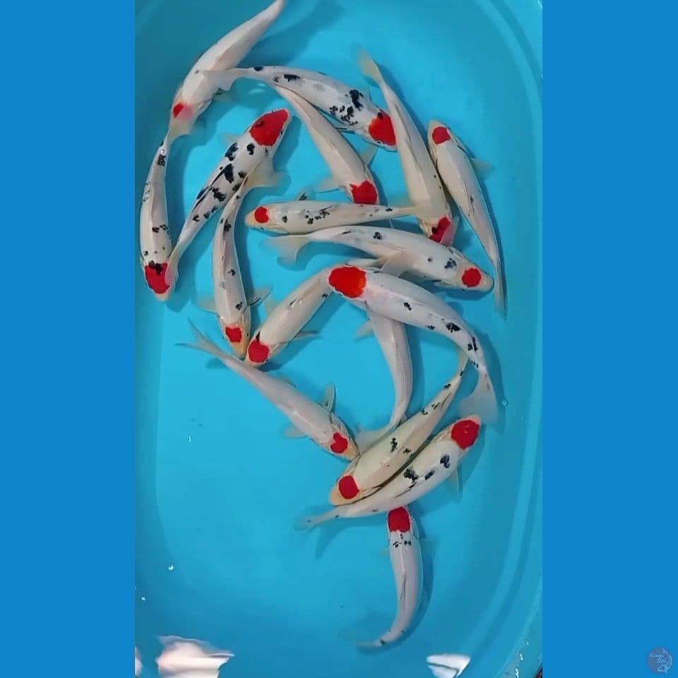 PAKET TANCO SANKE ORI 26-30 CM 17 EKOR