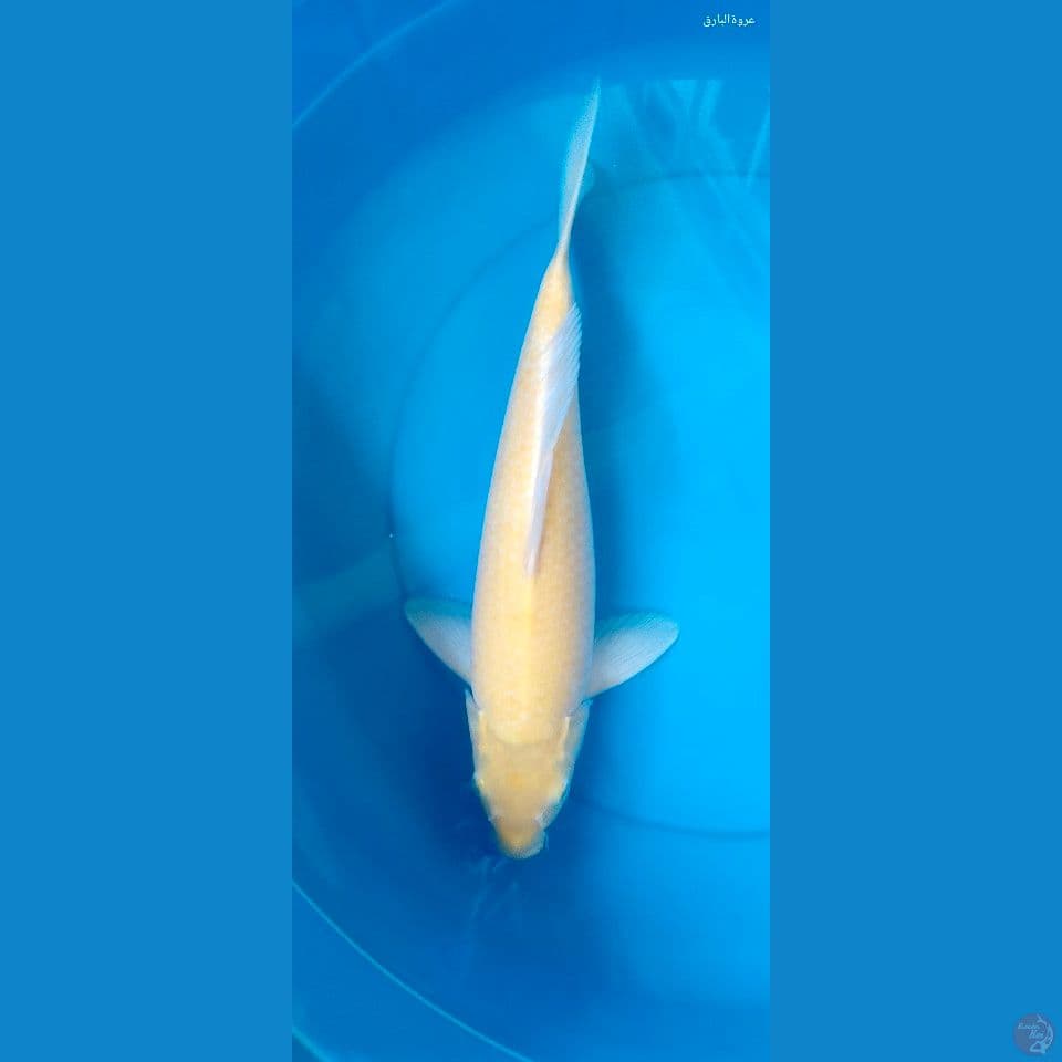 karasi 41cm jantan