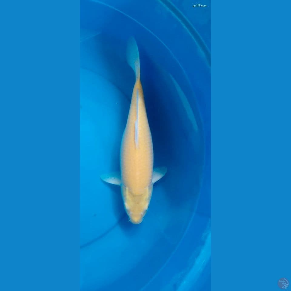 karasi 37cm betina