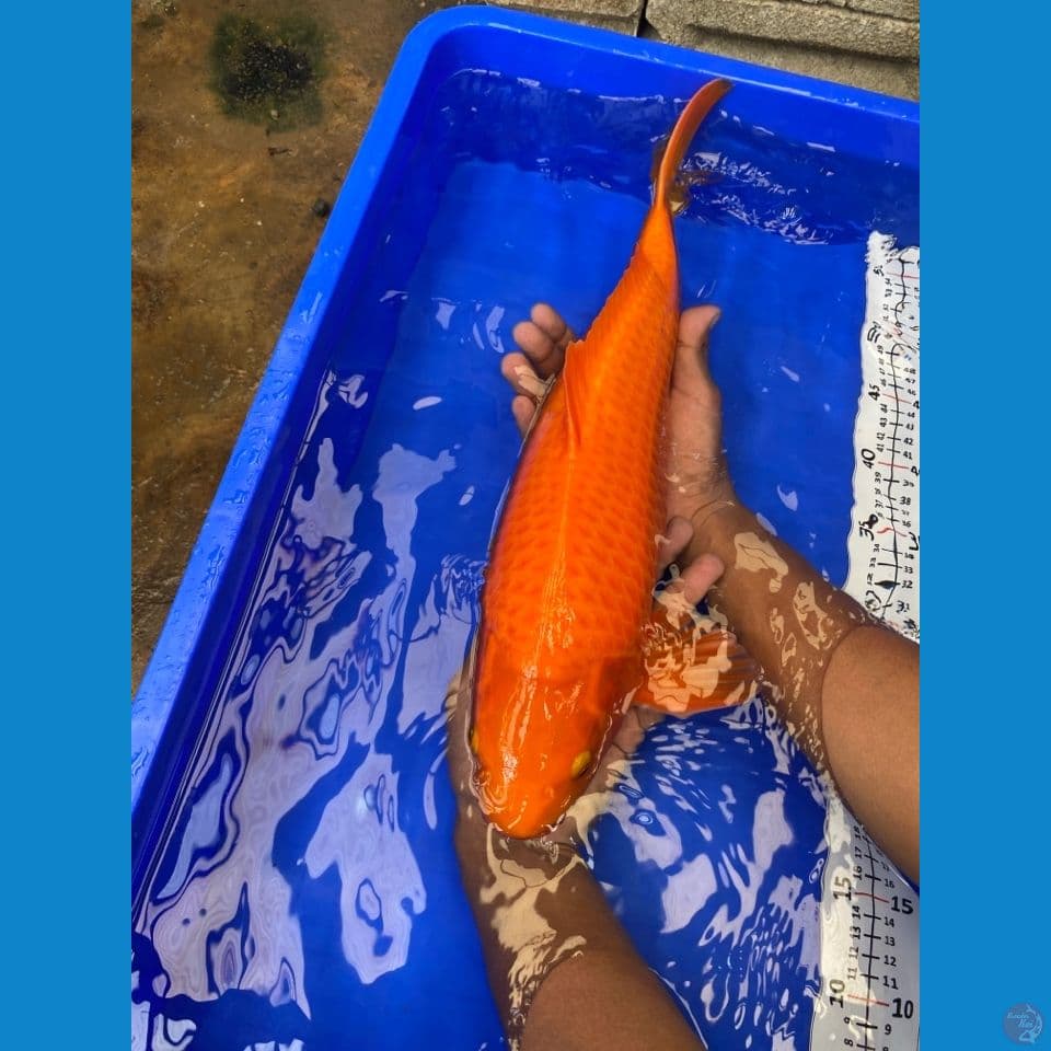45 jantan punuk njagung
