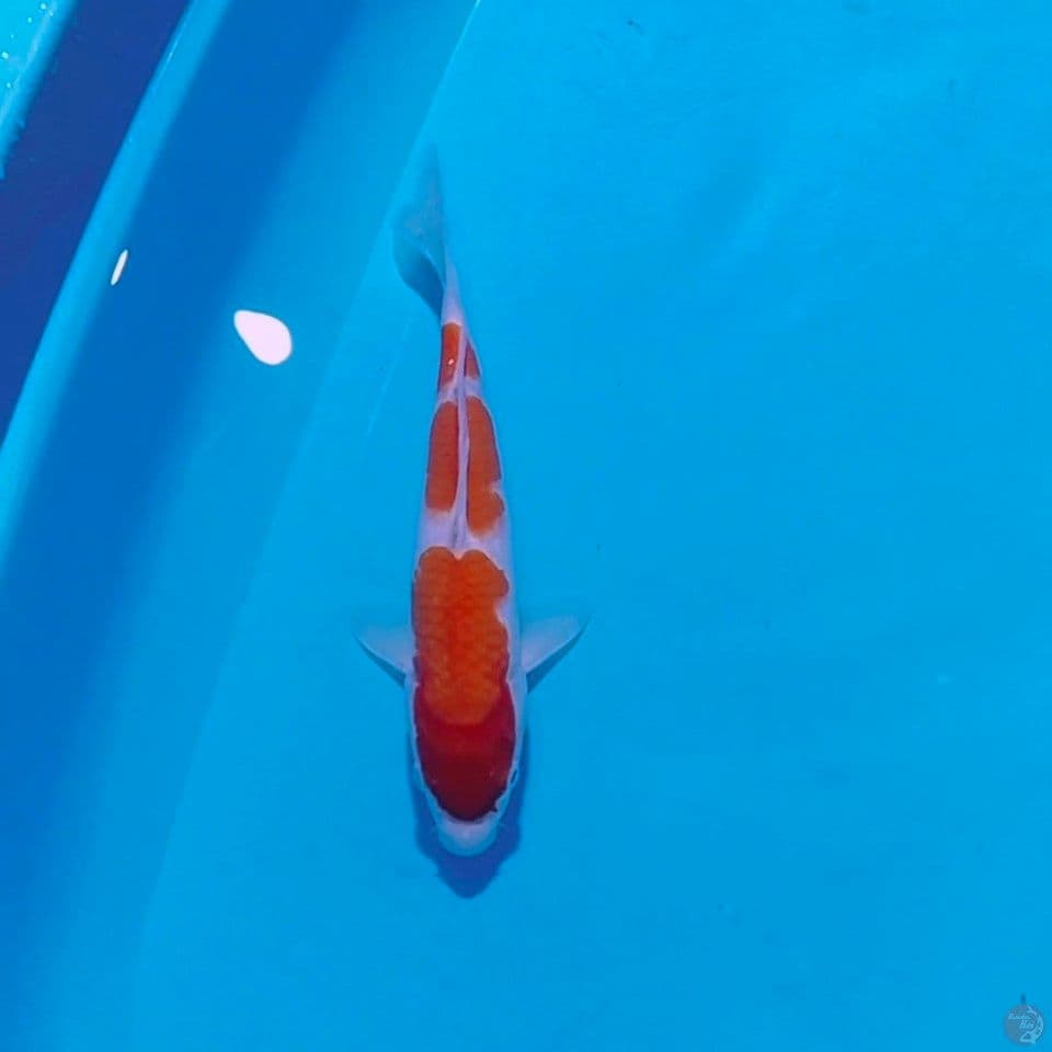 male 29cm