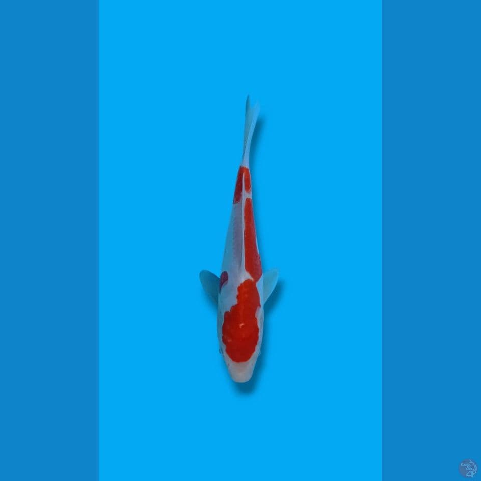 Kohaku Doitsu 18cm
