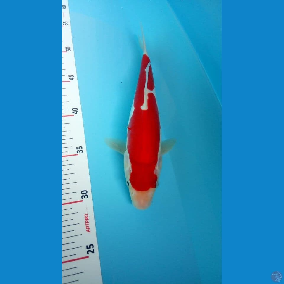 kohaku doitsu strong 30bu M