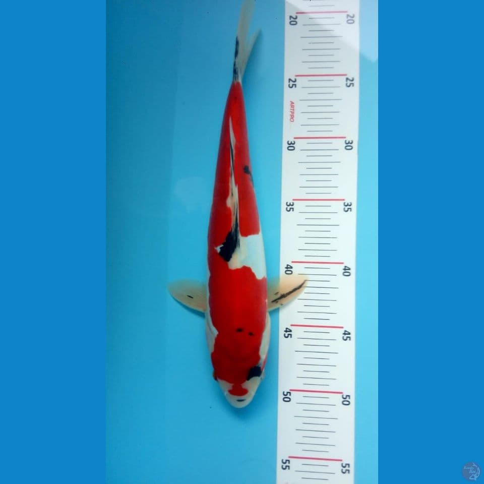 sanke doitsu strong 30cm male