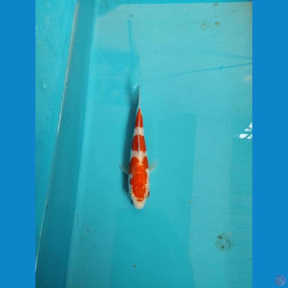 kohaku doit 13cm