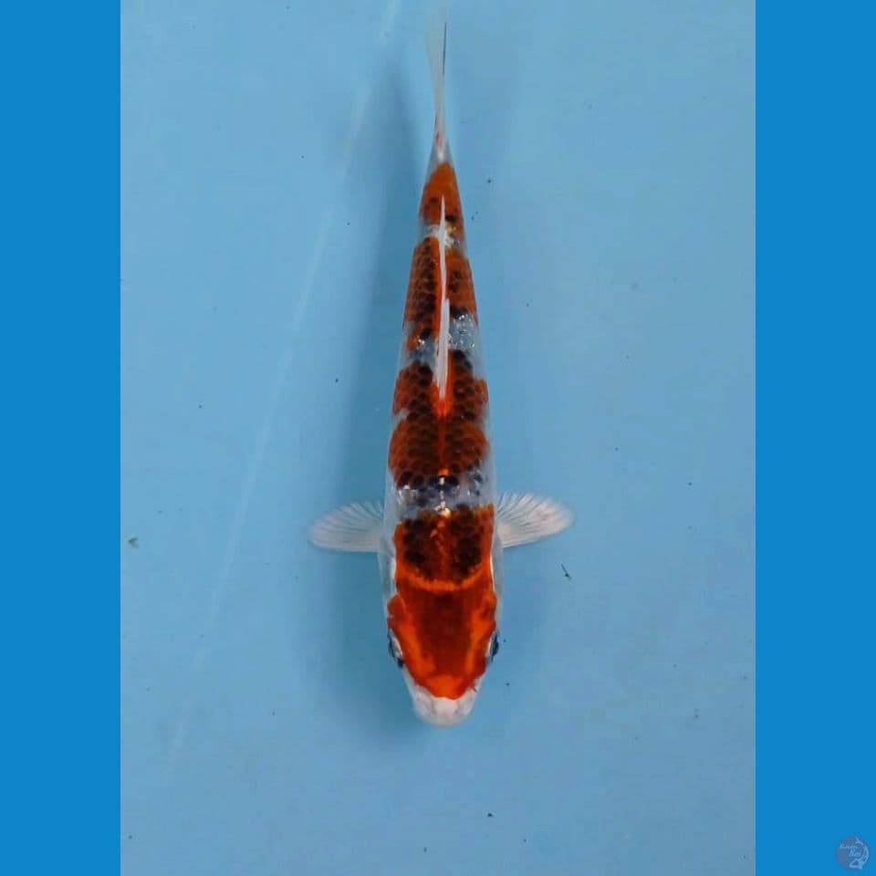 goshiki, 16 cm
