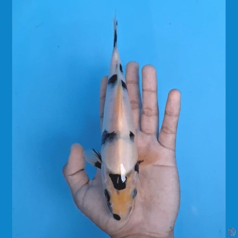 bahan shiro 22cm