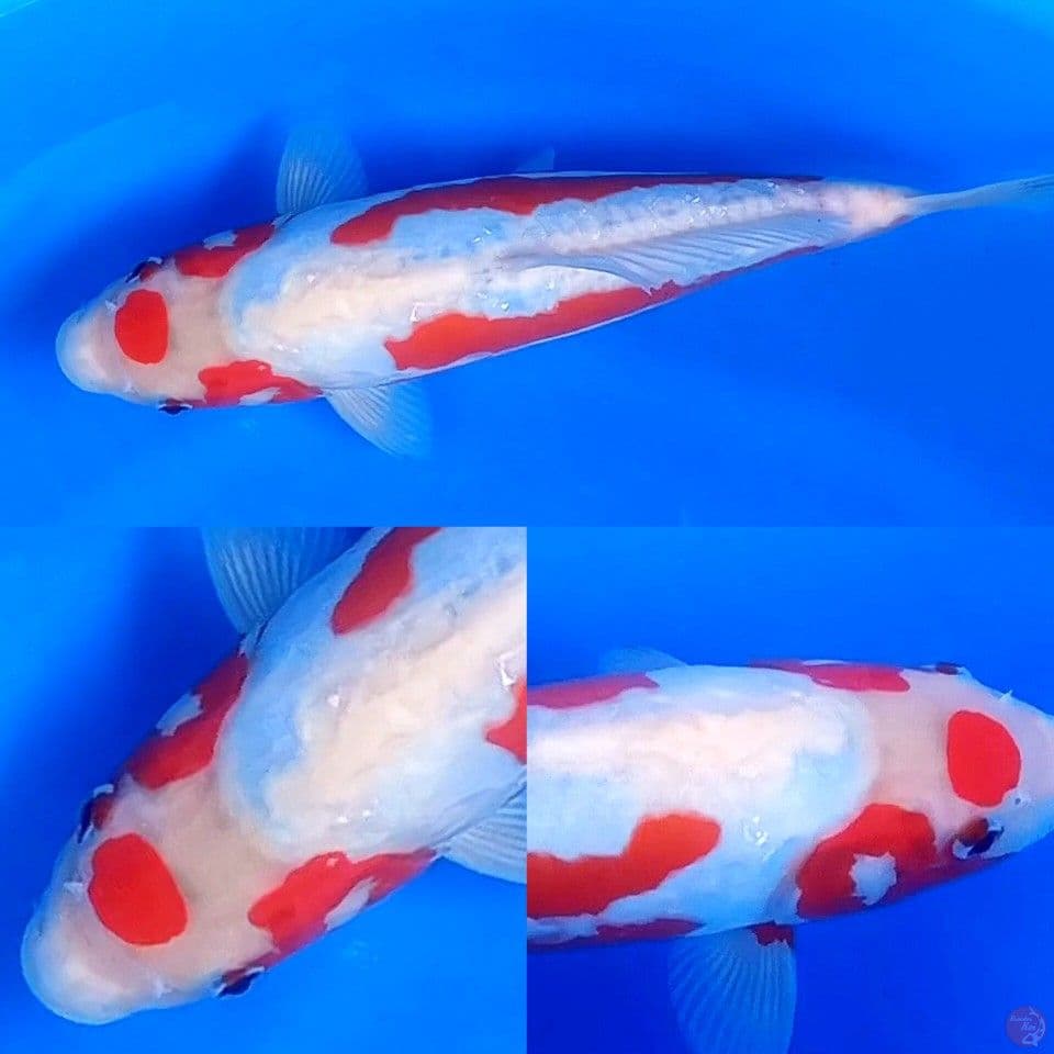 SUPER KOSHUI