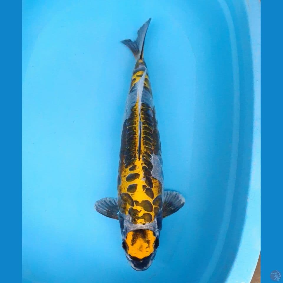 maruten kikokuryu 50cm (male)