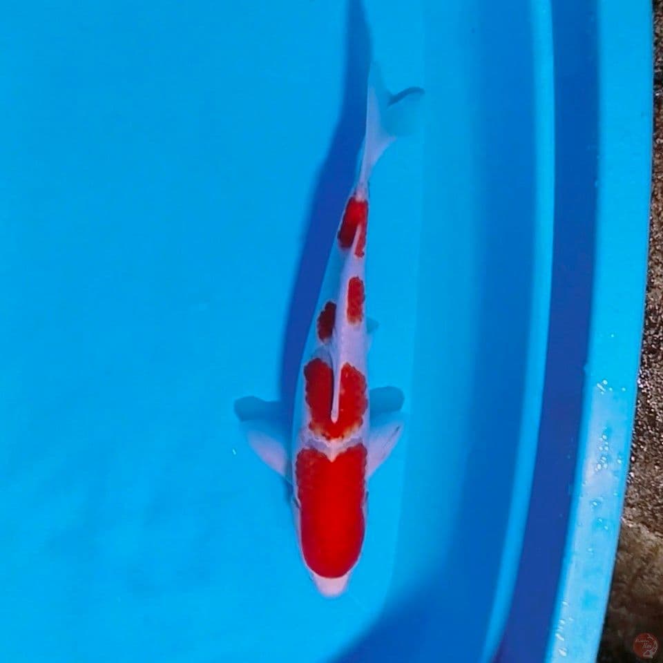 male 42cm