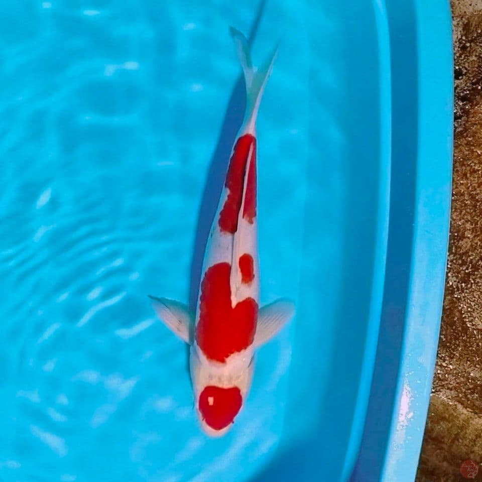 male 45cm