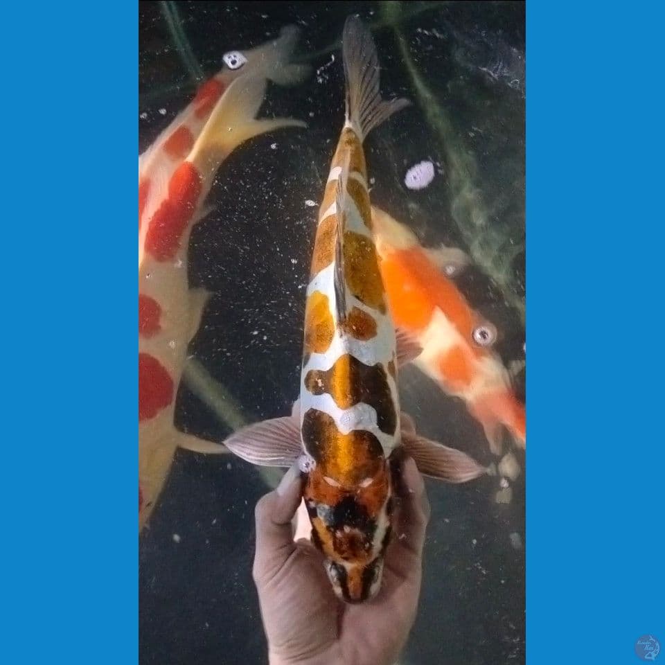 kikokuryu male 40cm