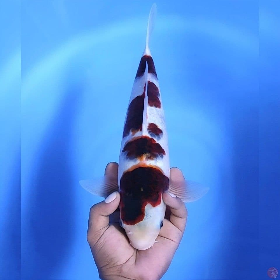 Goromo # 37cm - Female