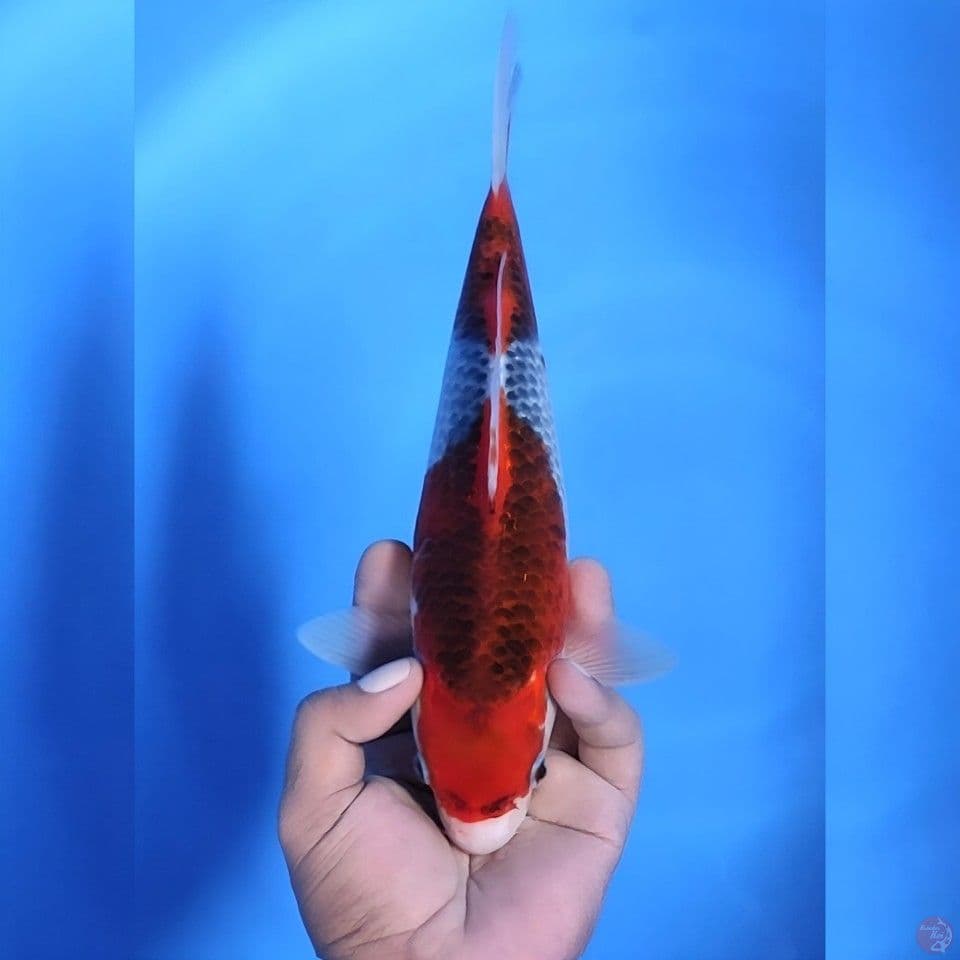 Goshiki # 29cm - Female