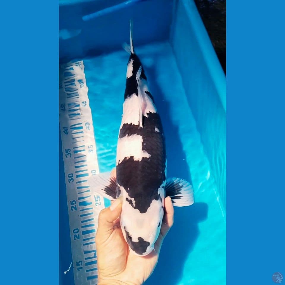 siap jalan" paman 45cm