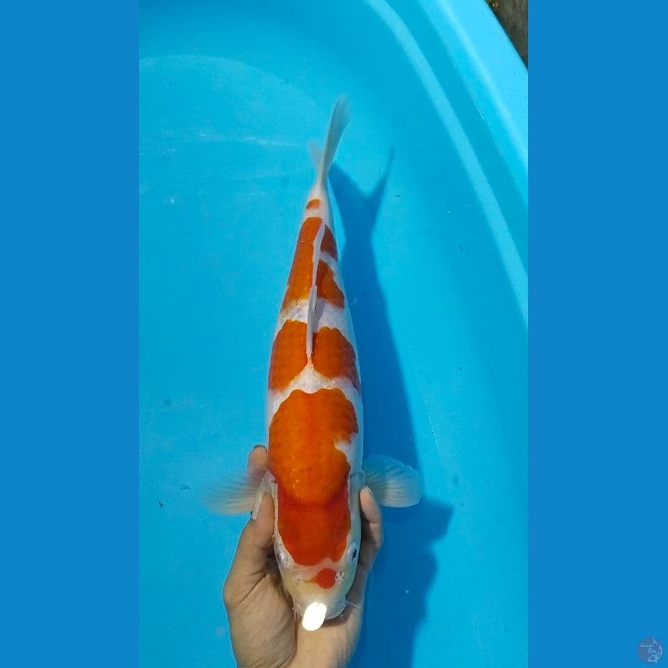 boodline akf 41cm