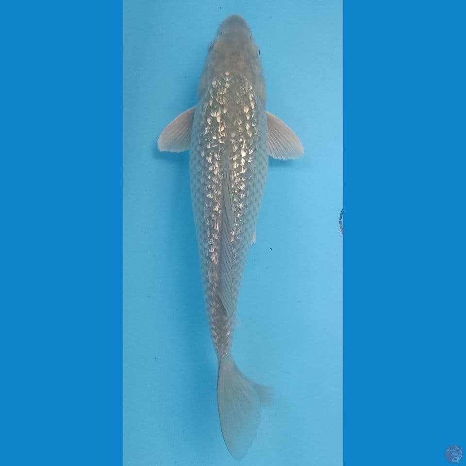 35 cm Soragoi ginrin