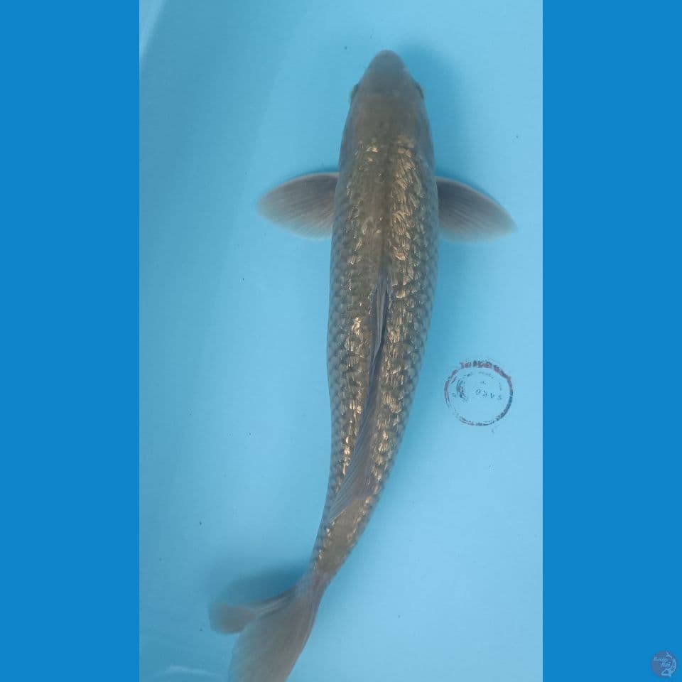 41 cm Midori Ginrin