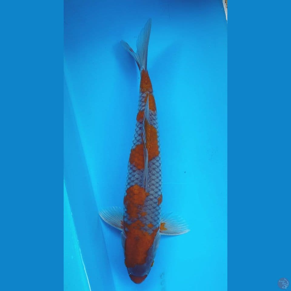 OCIBA Jantan 31cm.