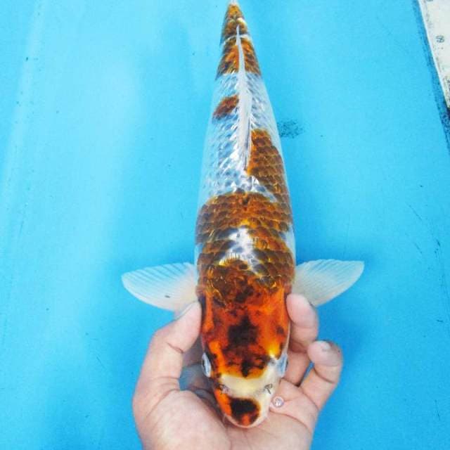 BUDHO GHOSYKI GINRIN 37 cm