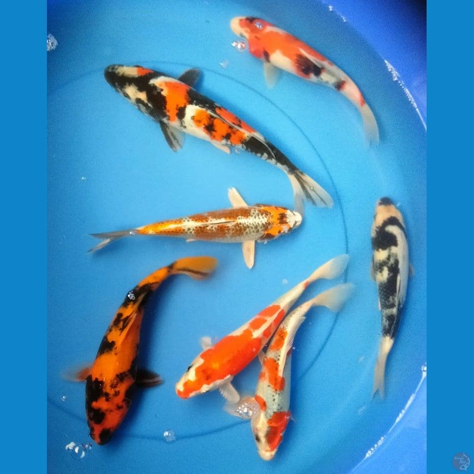 MIX 20/22CM