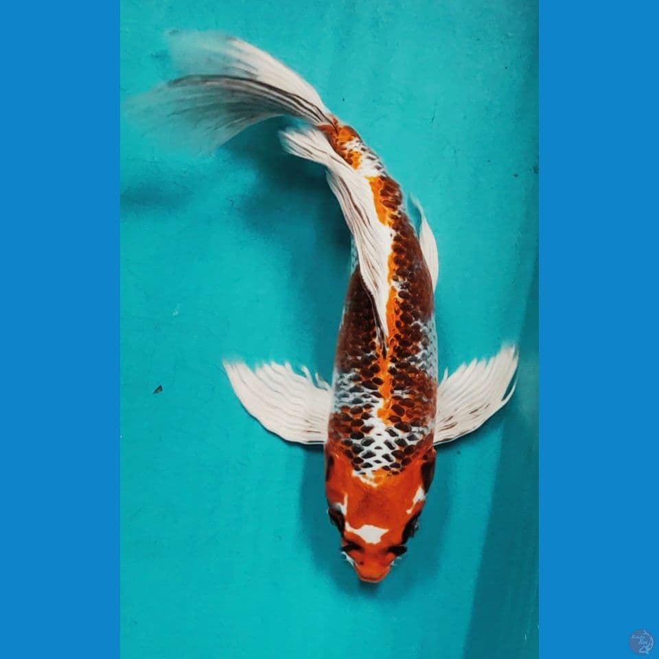KUMPAY KUJAKU STRONG 32CM FM