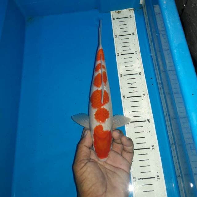 Kohaku f1 momotaro