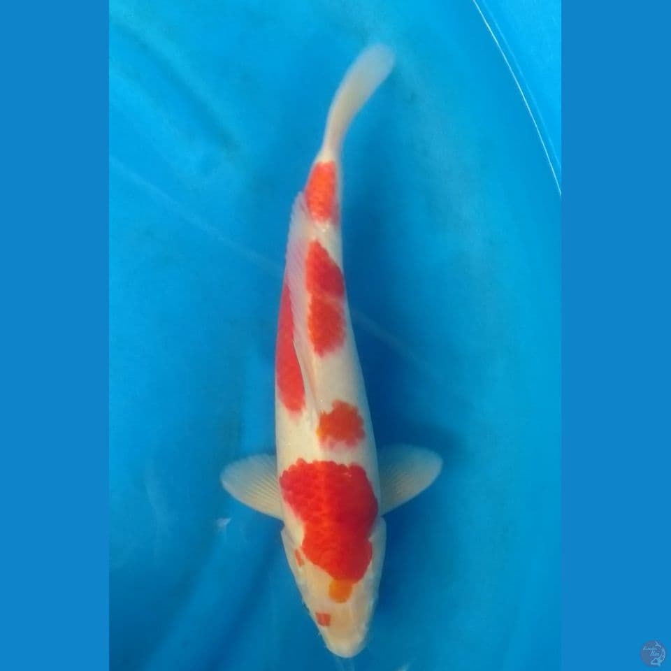 kohaku male 36cm