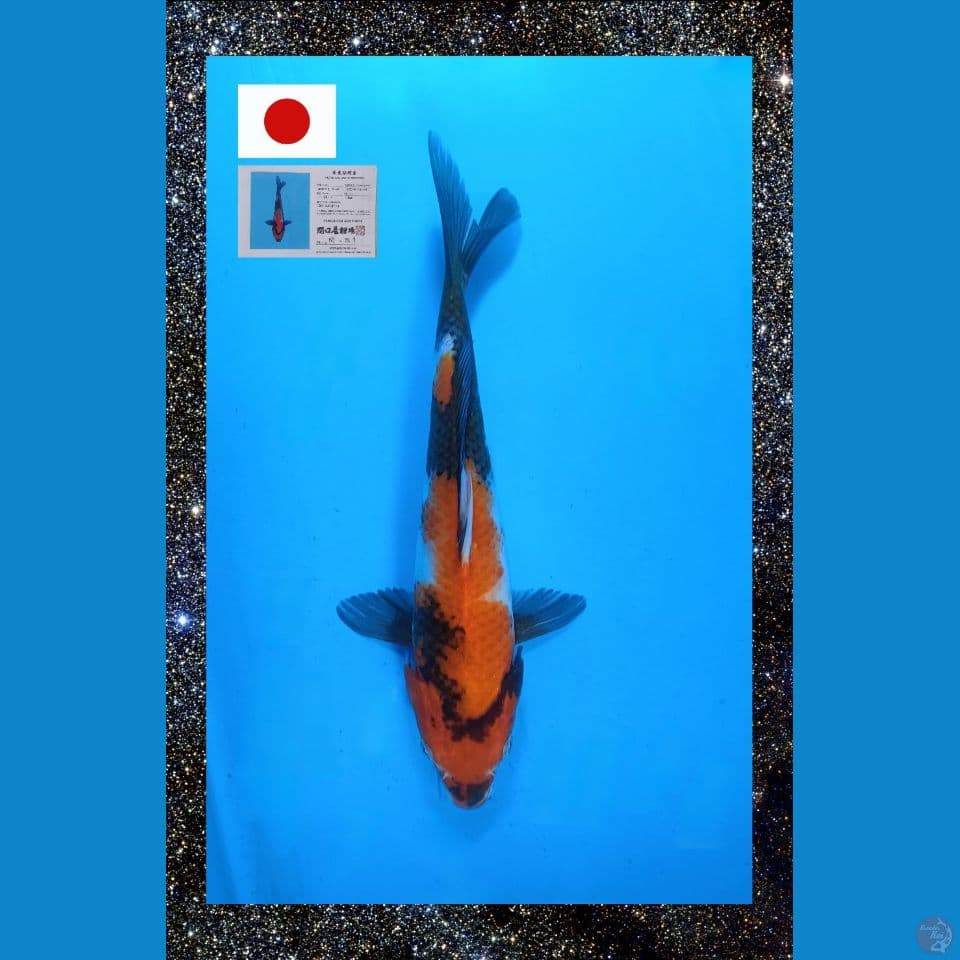 Import Showa Sekiguchi 28cm