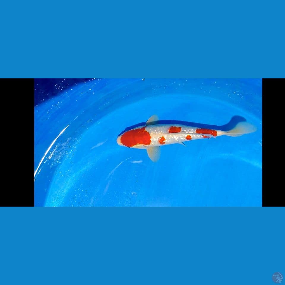 koahku ginrin 35 cm male