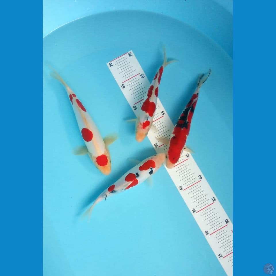 doitsu kohaku M 21-25cm strong