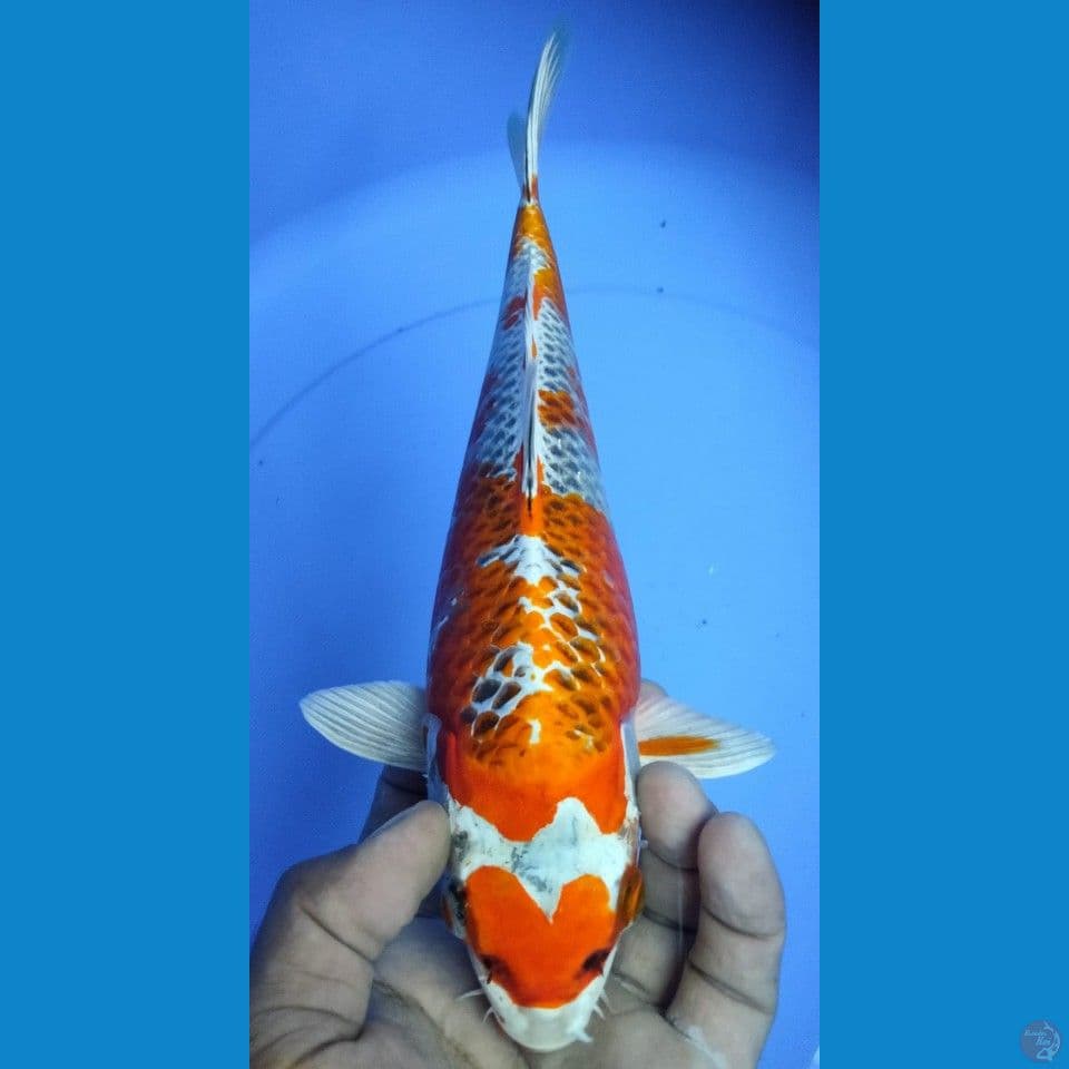 KUJAKU 30CM