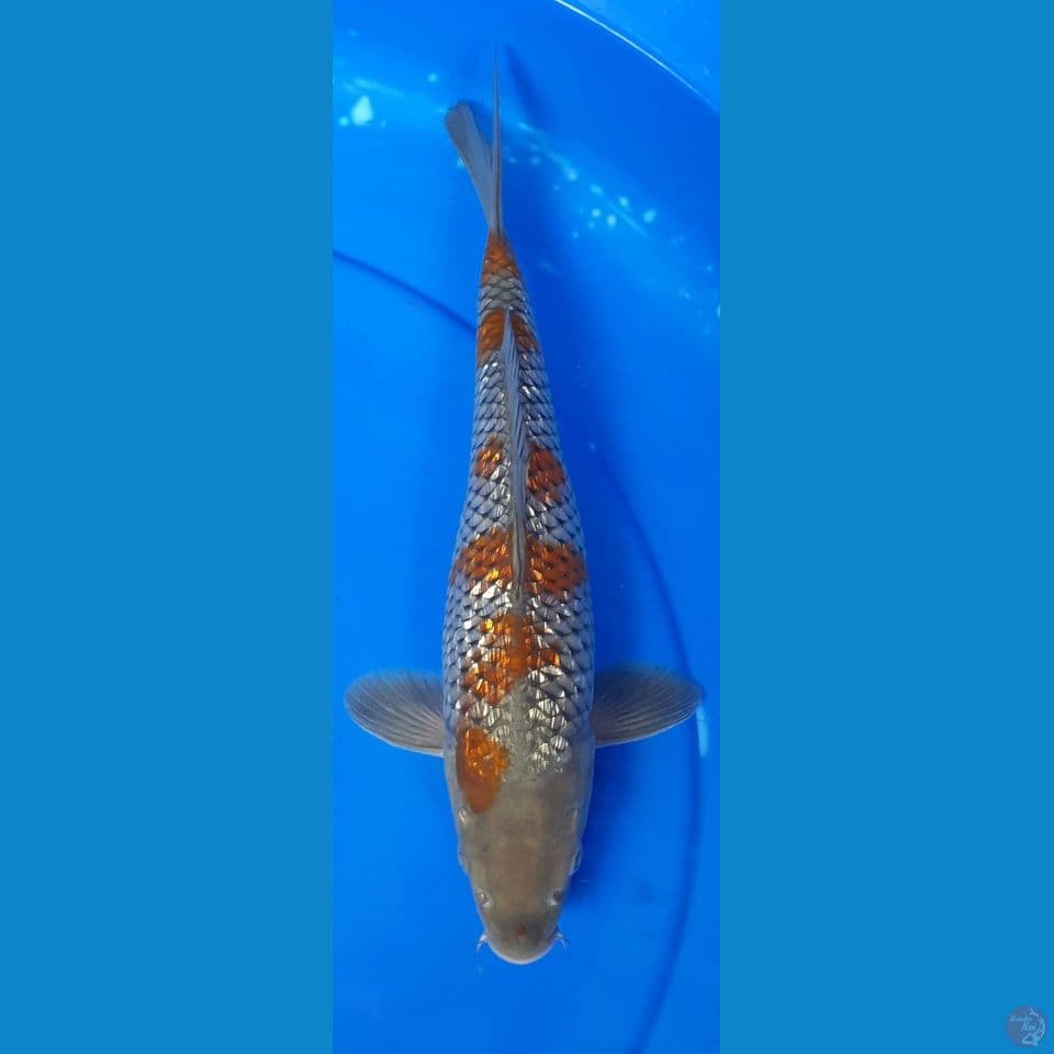 Ochiba gindrin 30cm female