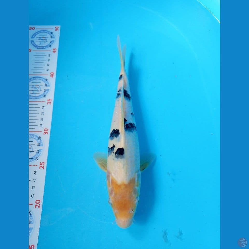 Bekko 28cm Male