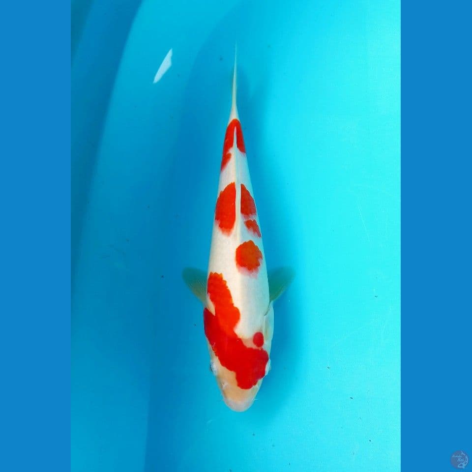 kohaku original 30cm