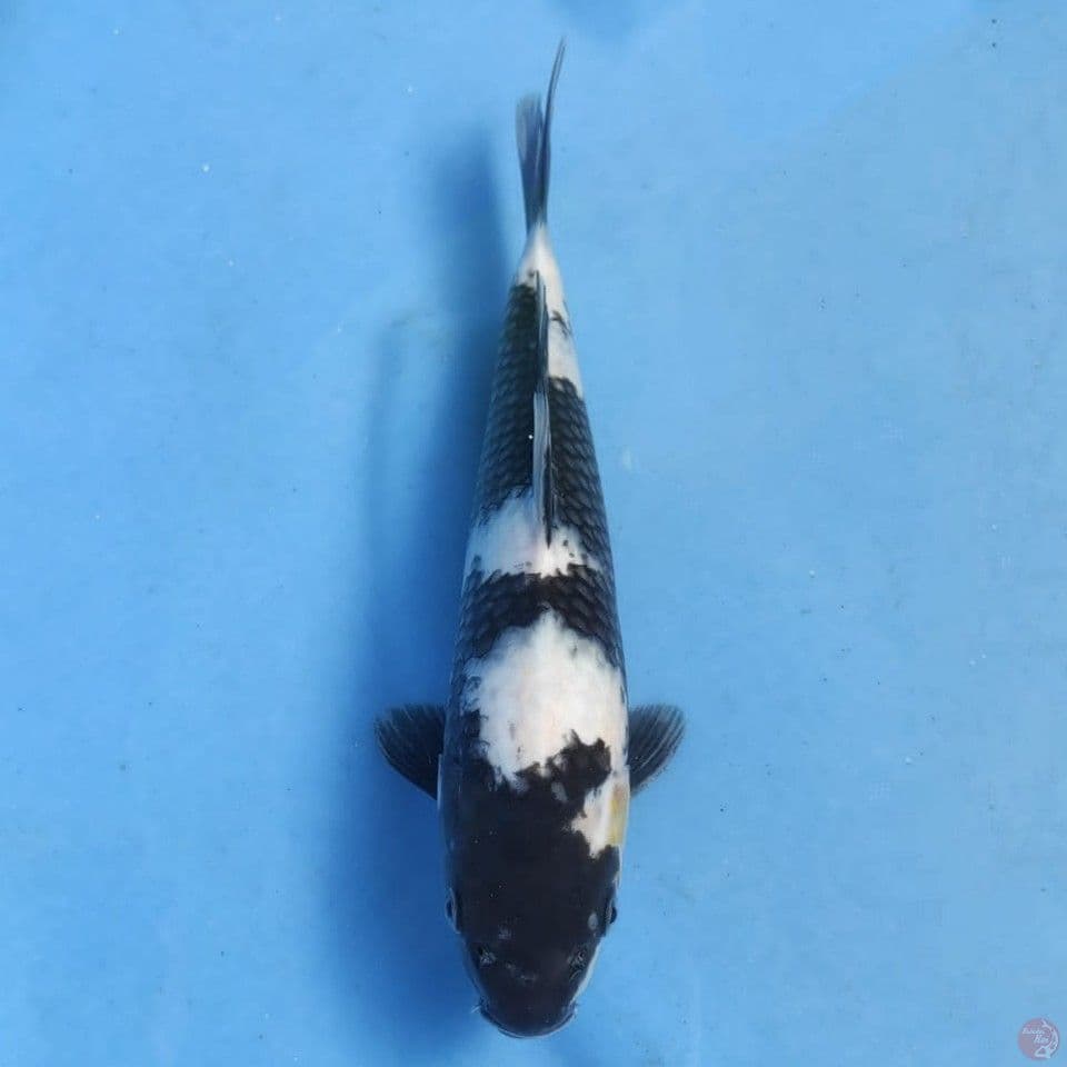 Okawa Shiro
