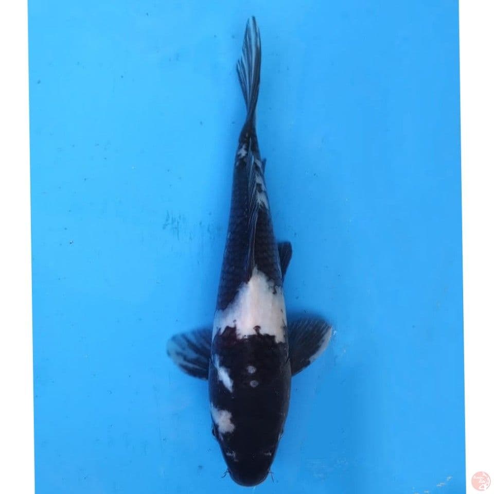 Okawa Shiro