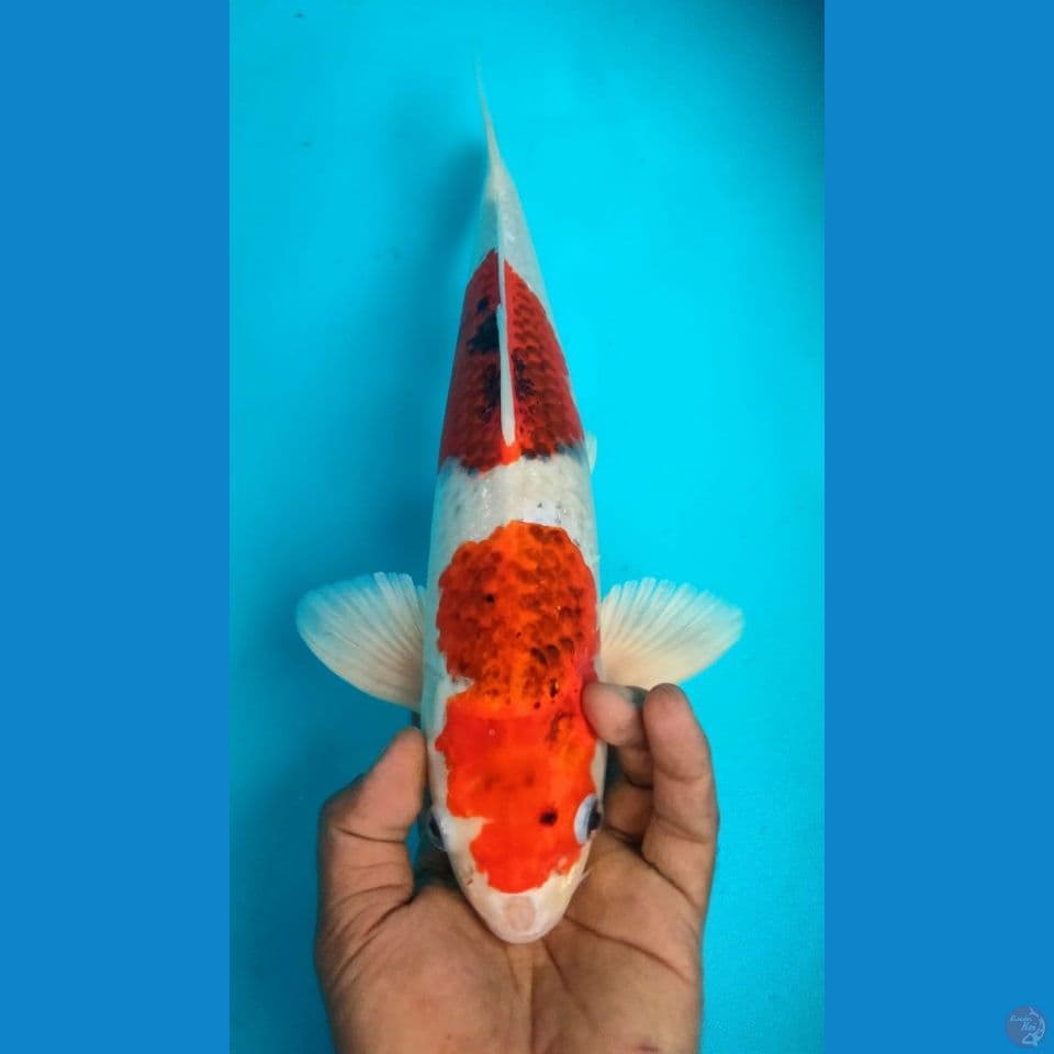 HIKARY 39CM