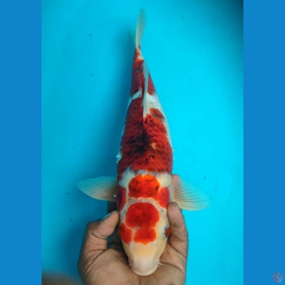 GOROMO 40CM