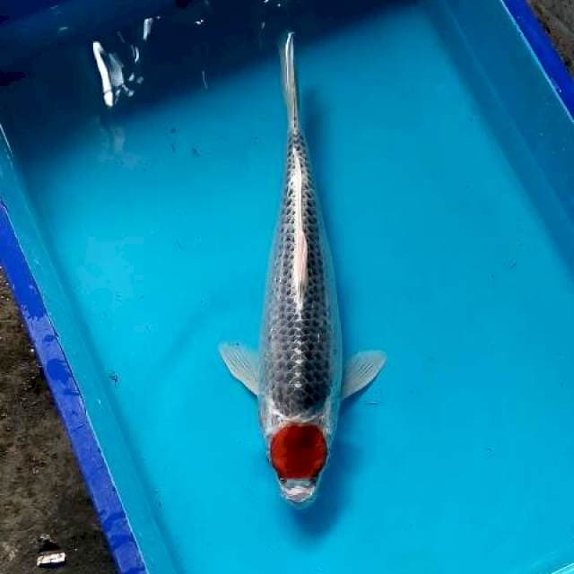 Ghoshiki