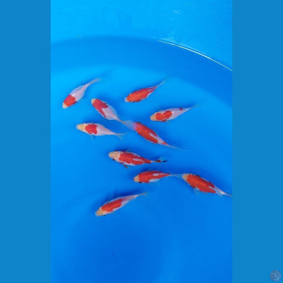 tamasaba 10 ekor