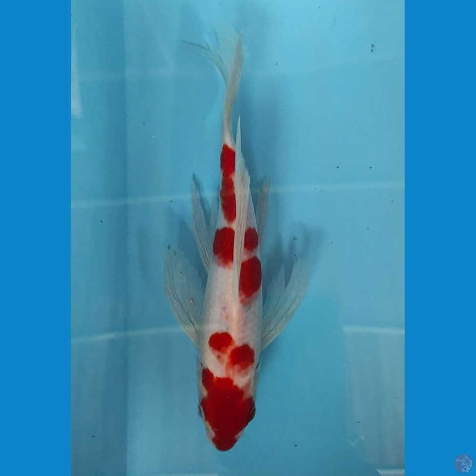 kohaku kumpay 26cm