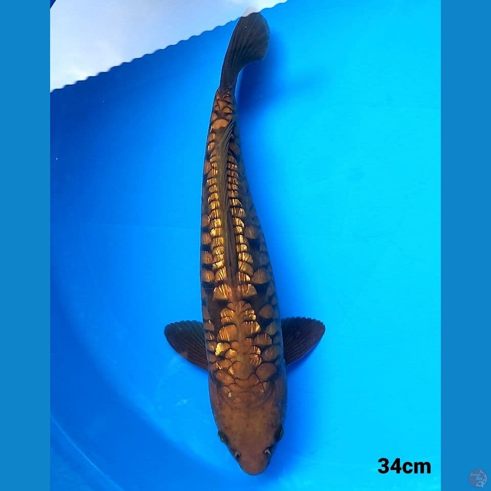 CHAGOI ARAGOKE GINRIN 34CM MALE