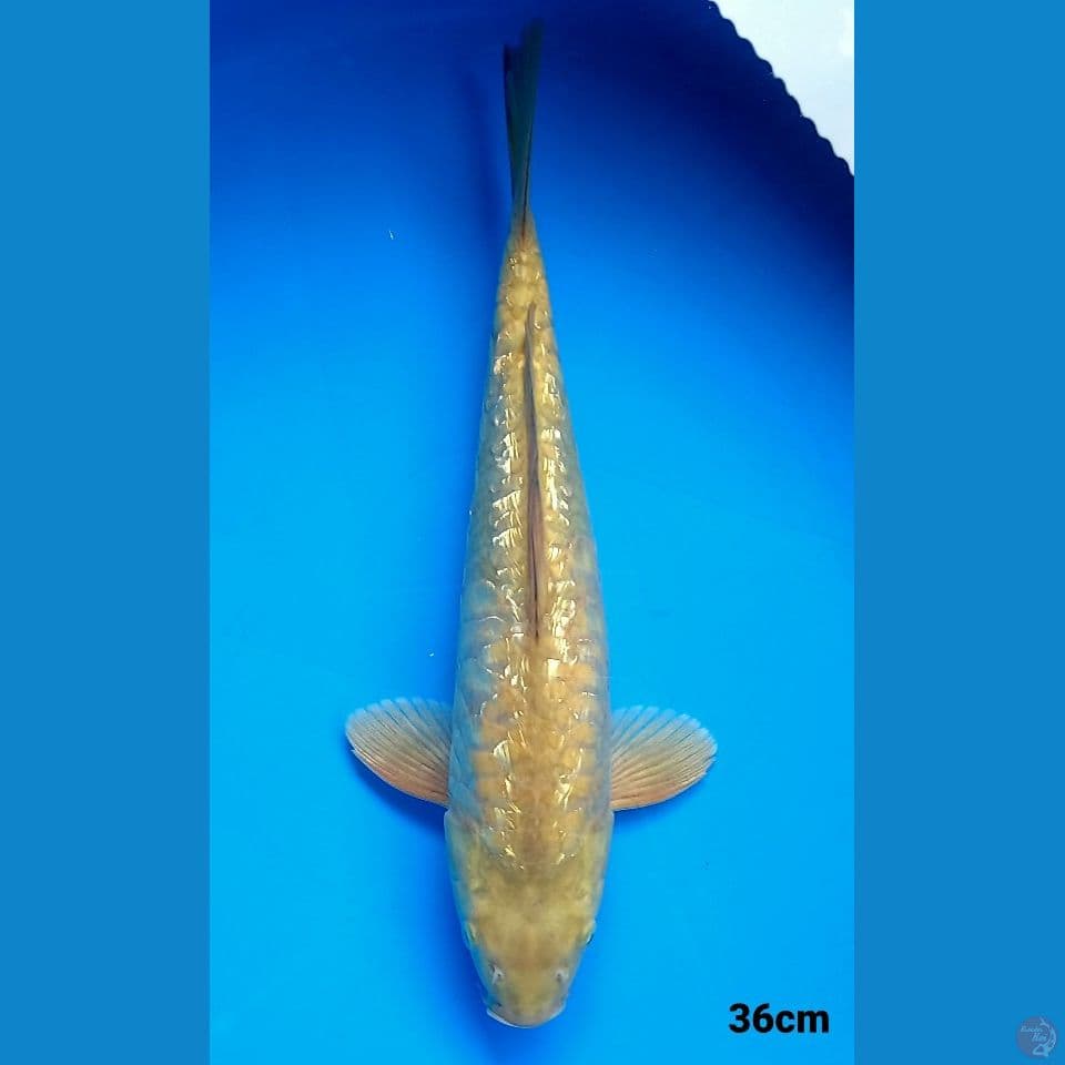 MIDORI ARAGOKE GINRIN 36CM MALE