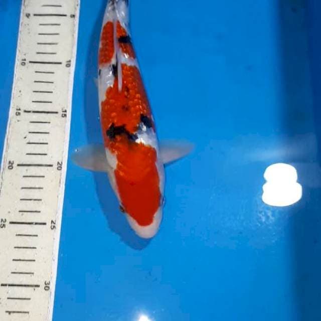 SANKE GINDRIN 30 CM