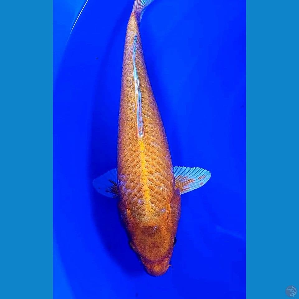 41cm orenji