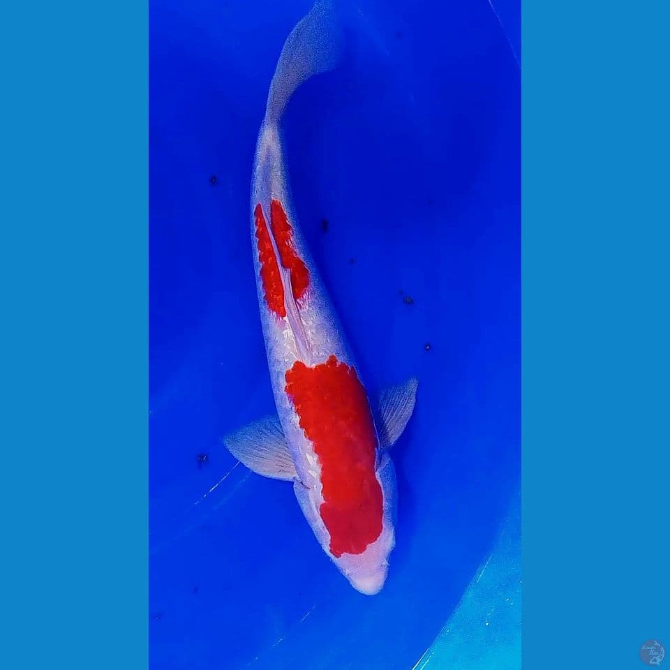 40cm kohaku ginrin strong