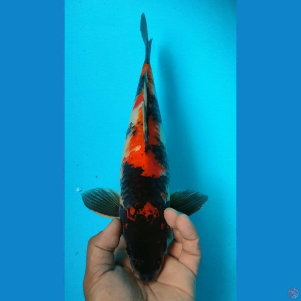 SHOWA 35CM